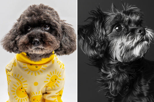 Magic of Dogs Captured in Stunning, Heartfelt Photos