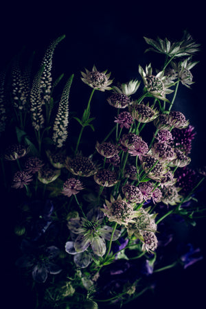 Courage – bold floral fine art print, Rewilding series by Carla Coulson
