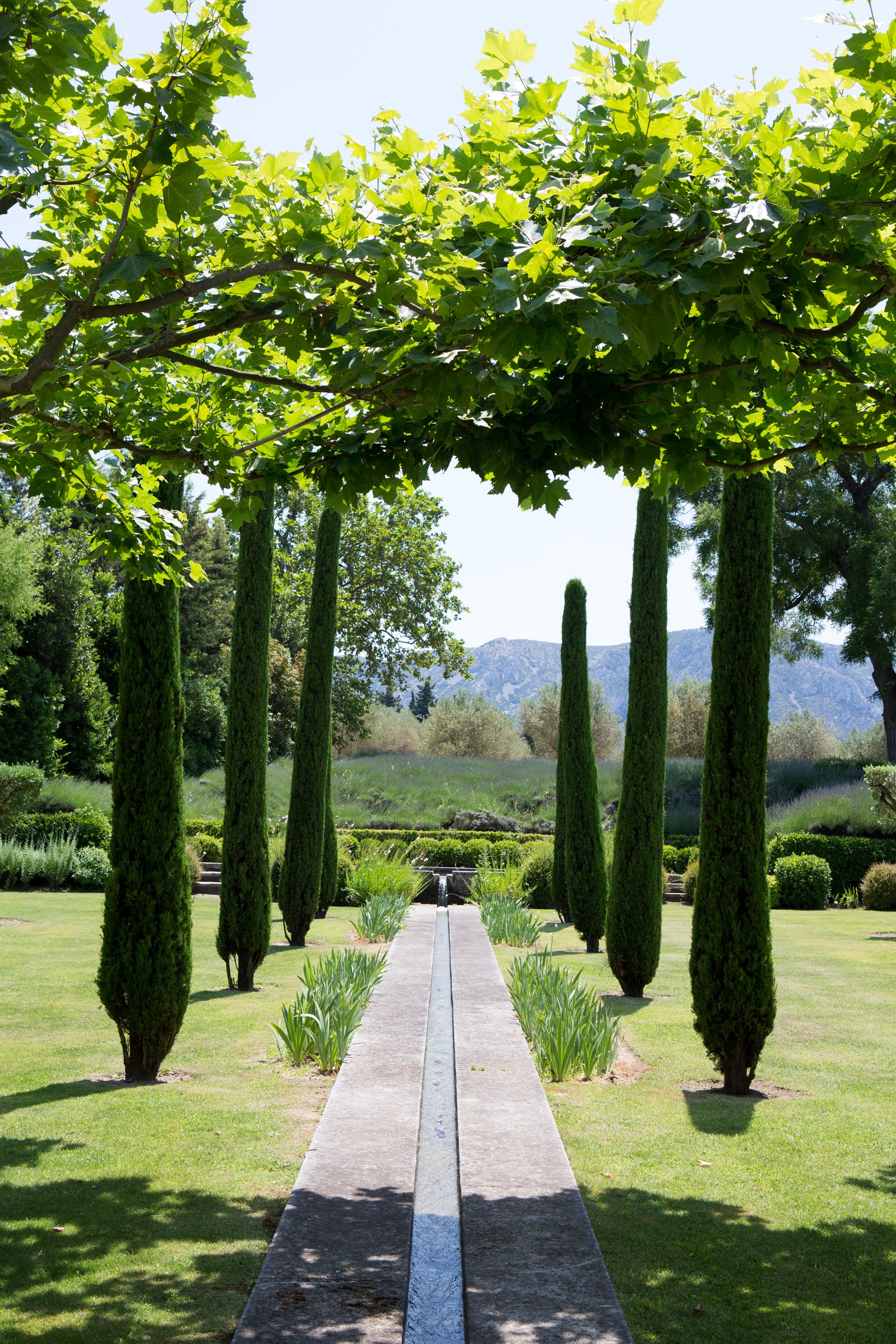 Garden pathway lined with tall, green trees under a clear sky — boutique lifestyle photography by Carla Coulson