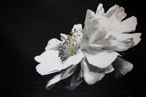 Beauty - A thing or person that delights the senses