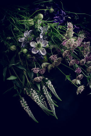Perseverance – fine art botanical print, Rewilding collection by Carla Coulson