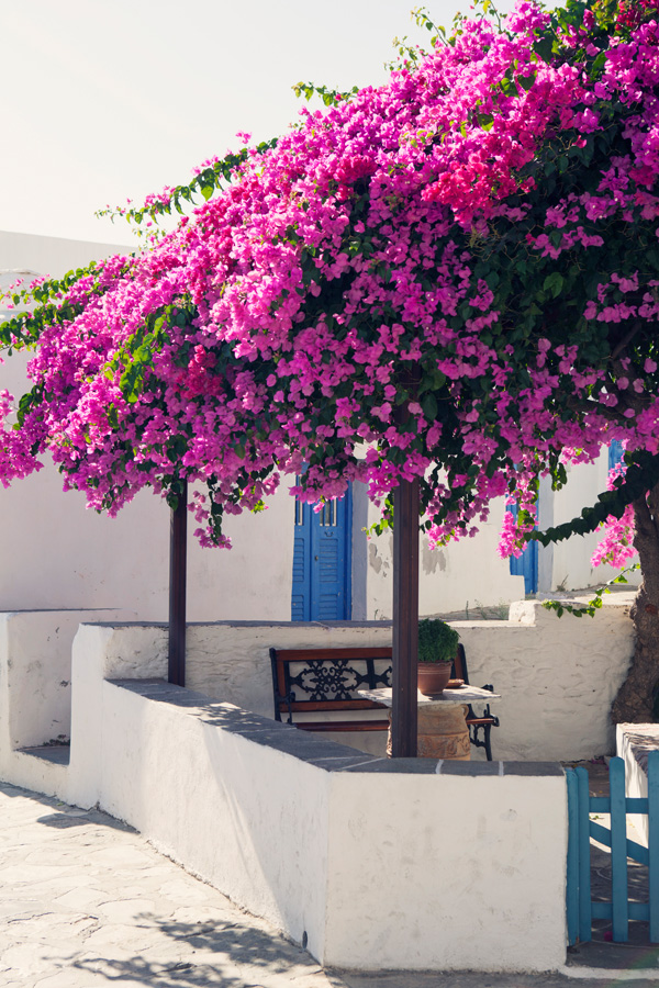 Pink bougainvillea shade cover Artemonas sifnos by Carla Coulson 