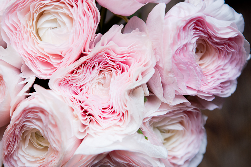 carla coulson, ranunculas, flowers paris, fleuriste paris, pink flowers, pink, 