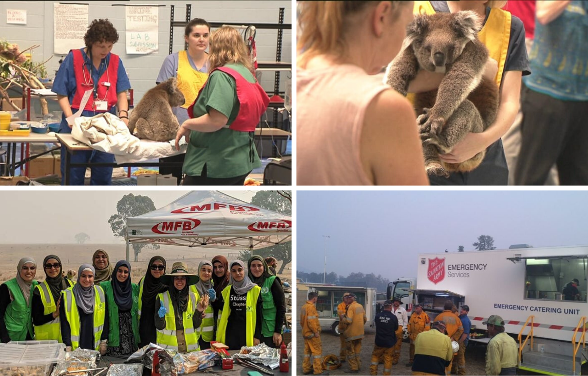 Image of volunteers helping koalas during recent australian bush fires 