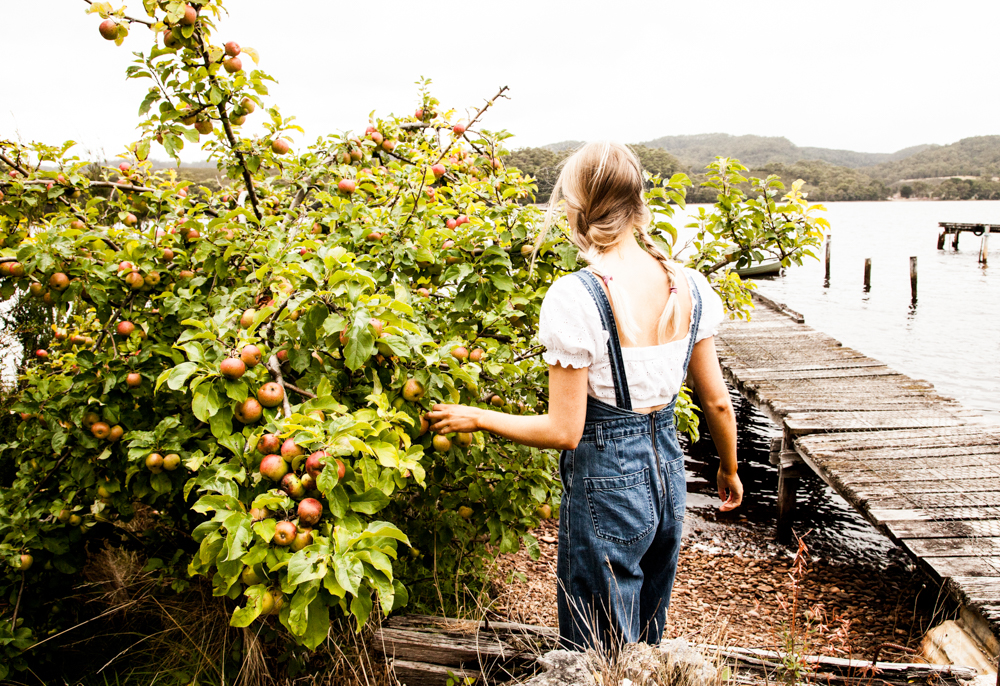 Young girl picking apples at Airbnb Bushy Summers shack in Lettes Bay Tasmania